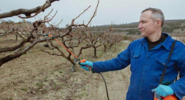 Jak provádět jarní krmení jabloní